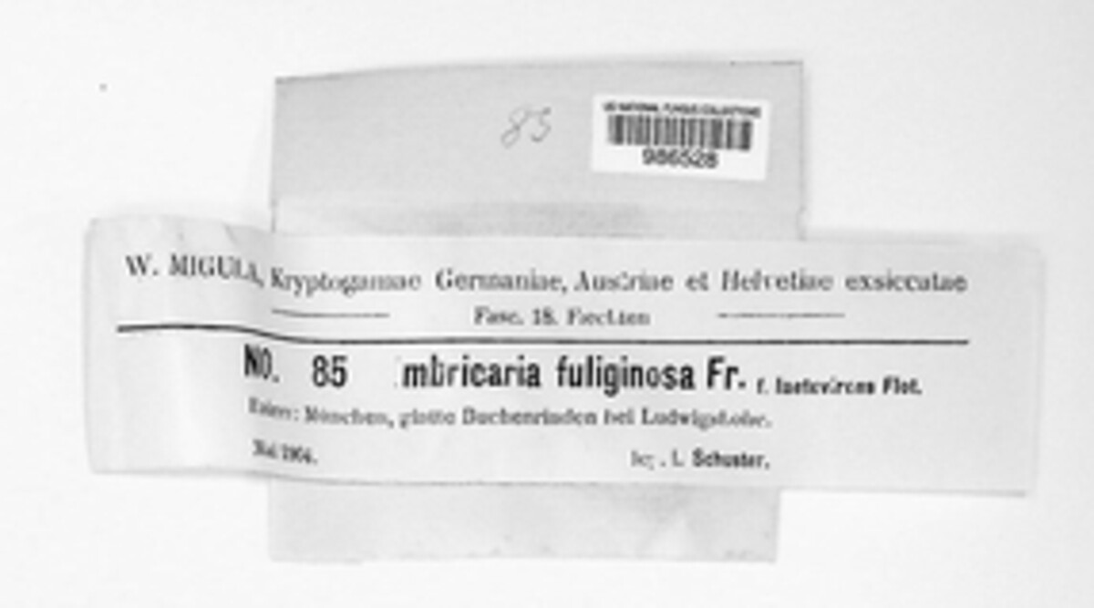 Melanelixia fuliginosa image